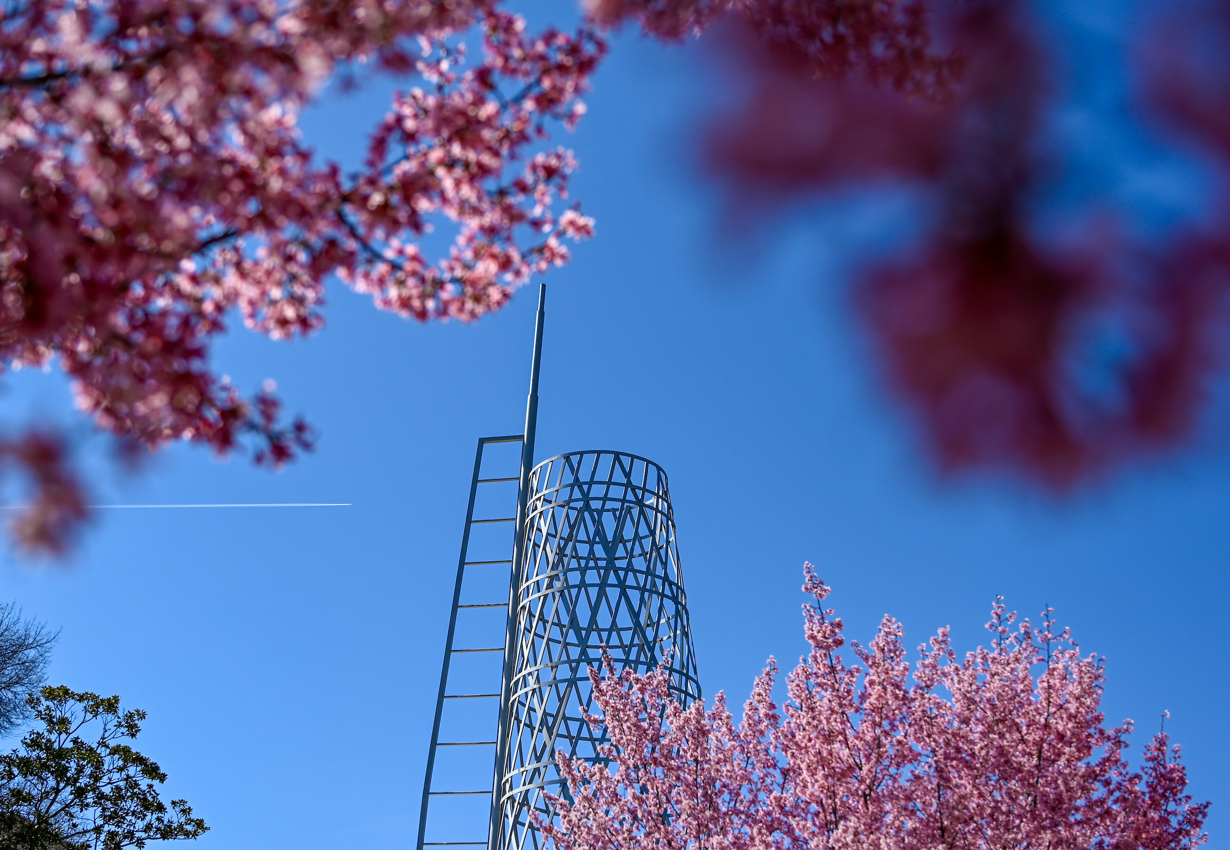 The Technology Tower at the Talley student center rises behind spring blooms on campus.